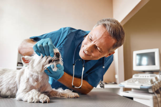 Best Emergency Dentist for Special Needs Patients in Bonsall, CA